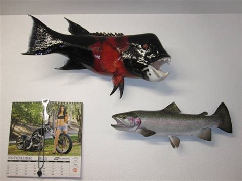 Skipjack vs Sheephead .